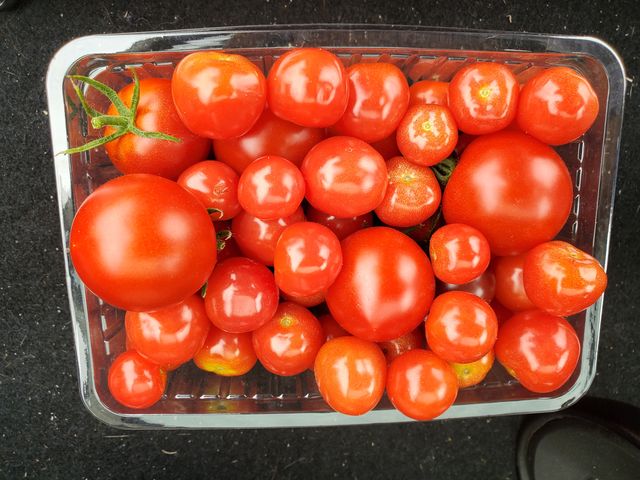 ��⊴���A�`���ł��傤���H_�V���t�@�[��