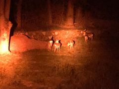 �Ђ��̂���́y�x�m�R���R�V�сz�X�p�C�V�[�W�����ւ̓��e�ʐ^1