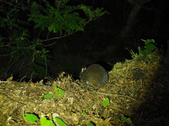 ܂񂳂̉iCgcA[T[rXւ̓eʐ^1