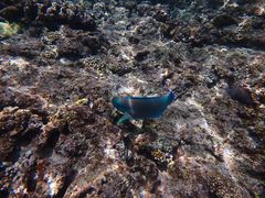 mhnguyenNature Guide Double Rainbow lC`[KCh@_uC{[ւ̓eʐ^1