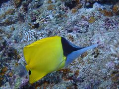 mhnguyenNature Guide Double Rainbow lC`[KCh@_uC{[ւ̓eʐ^10