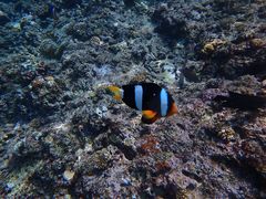 mhnguyenNature Guide Double Rainbow lC`[KCh@_uC{[ւ̓eʐ^2