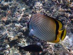 mhnguyenNature Guide Double Rainbow lC`[KCh@_uC{[ւ̓eʐ^3