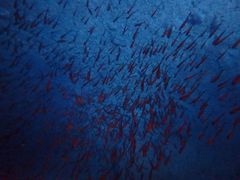 mhnguyenNature Guide Double Rainbow lC`[KCh@_uC{[ւ̓eʐ^4