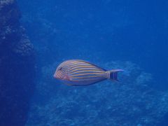 mhnguyenNature Guide Double Rainbow lC`[KCh@_uC{[ւ̓eʐ^7