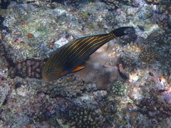 mhnguyenNature Guide Double Rainbow lC`[KCh@_uC{[ւ̓eʐ^8