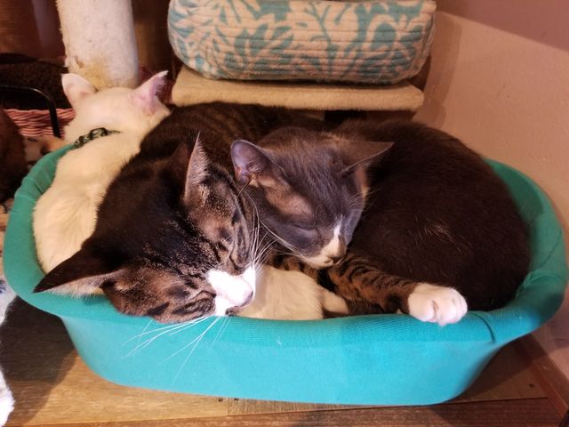 �c�q�ŐQ��L�����킢���B_���났�Ö��Ɓ@�܂ߔL