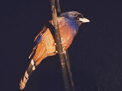 ₷̃~bhiCgcA[ւ̓eʐ^1