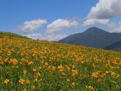 �����􍂌��̃j�b�R�E�L�X�Q�̎ʐ^1