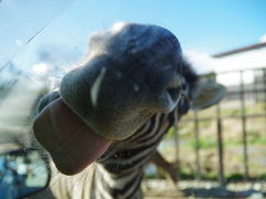 macha����̓ߐ{�T�t�@���p�[�N�ւ̓��e�ʐ^1