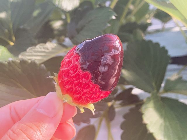 �`���R�f�B�b�v������_������HappyBerry