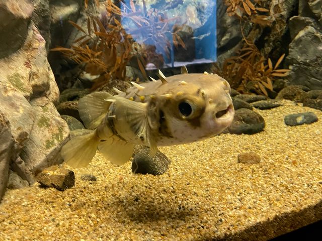 Ԃȓ̃tO_֎ŝفEC