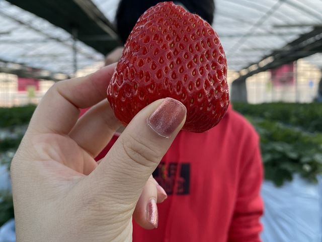 ���̎ʐ^�ł������̑傫����������₷�����ȁc�Ƃ��Ă��傫�������ł��I1���ł͐H�ׂ�Ȃ��傫���ł��I�I_�z���e�B�L��