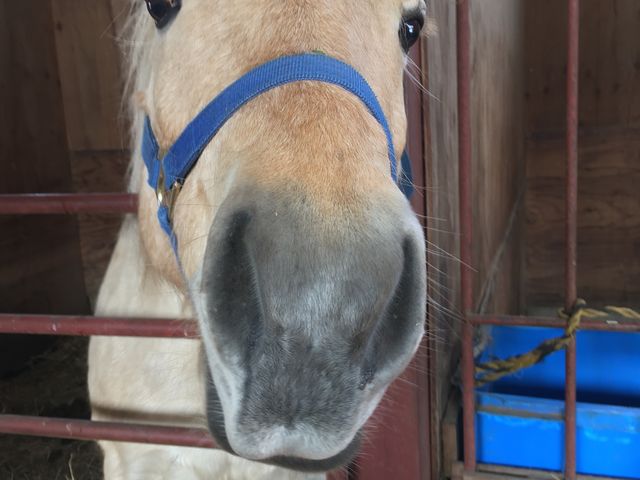 �~�J���`���������_�o�ʃz�[�X�p�[�N�V�x