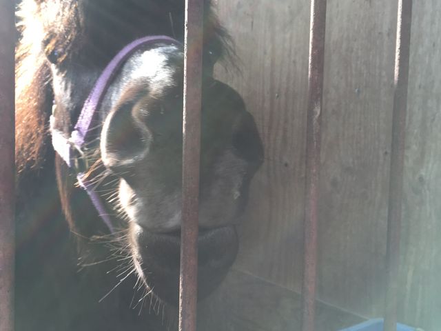 ���J�����_�o�ʃz�[�X�p�[�N�V�x