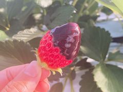 ₳̂HappyBerryւ̓eʐ^1