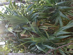 グレチンさんのまいぱり 宮古島熱帯果樹園の投稿写真1