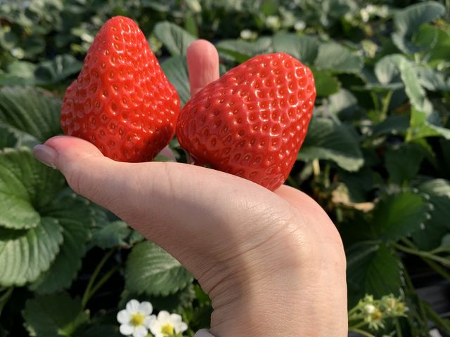 �傫�ȃC�`�S_������������