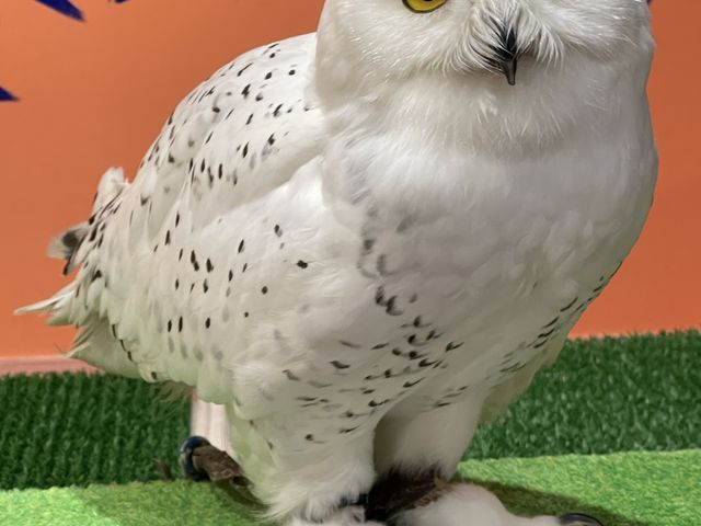 [ƓłI_ANAtHXg@-̐X-