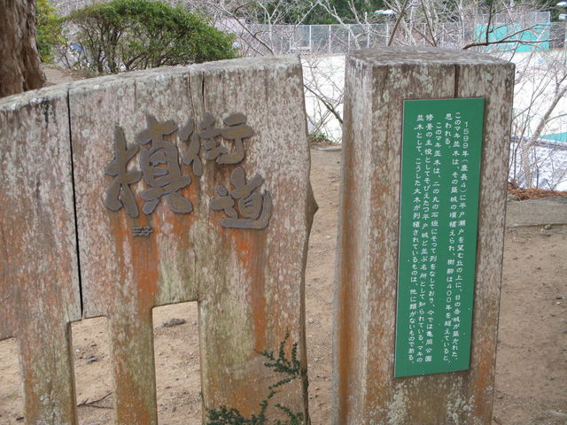 �̂�䂫����̋T�������̃}�L���؂̓��e�ʐ^2