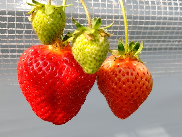 ʐ^ł͓`Ȃ炢傫ĐԂłB_Jt@[