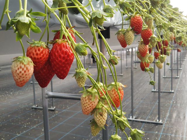 �q���ڐ��ł��������_�������C�ӂ̂��������s���F�t�F�����t