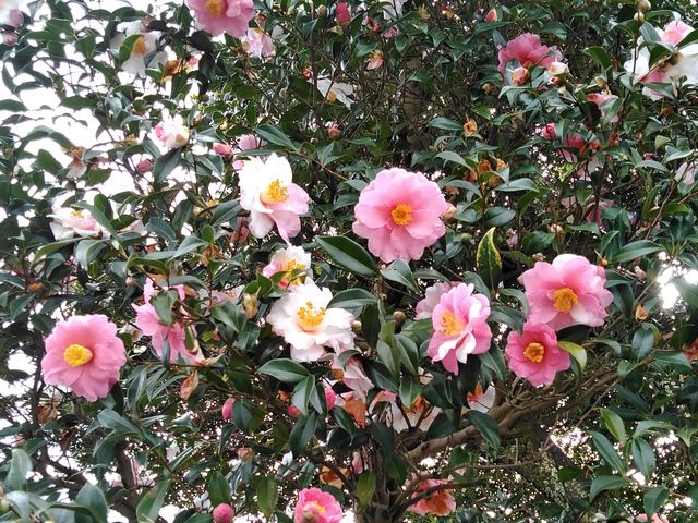 ォ瑫܂Œ֐słB_vĎsÊ΂