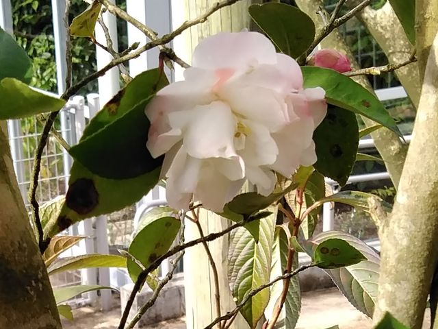 ViVfB@JԎ23_vĎsÊ΂