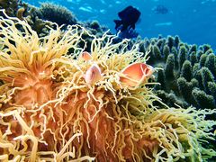 [C`̐̓A@Dive@ւ̓eʐ^3