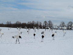 yosshy̒ߋEɓ^`ETN`Aւ̓eʐ^3