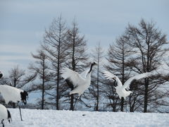 yosshy̒ߋEɓ^`ETN`Aւ̓eʐ^5