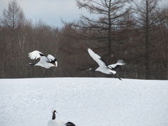 yosshy̒ߋEɓ^`ETN`Aւ̓eʐ^6