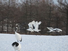 yosshy̒ߋEɓ^`ETN`Aւ̓eʐ^8