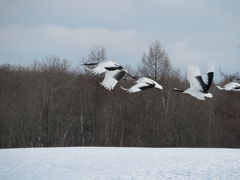 yosshy̒ߋEɓ^`ETN`Aւ̓eʐ^9