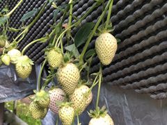 ãXgx[t@[Γcւ̓eʐ^1