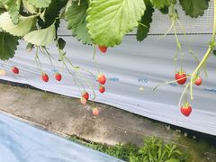 ܂䑾Y̏є_ւ̓eʐ^1