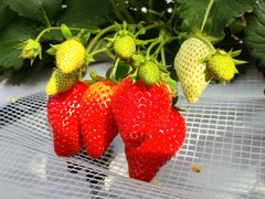 xB[^̃ALqC`Sւ̓eʐ^1