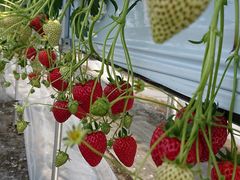 ҂̂Eu[x[_@x[̋ւ̓eʐ^1