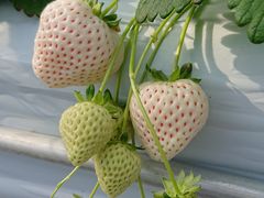 ҂̂Eu[x[_@x[̋ւ̓eʐ^2