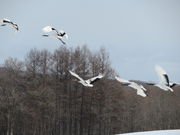 yosshy̒ߋEɓ^`ETN`A̓eʐ^4