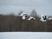 yosshy̒ߋEɓ^`ETN`A̓eʐ^9