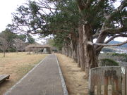 �̂�䂫����̋T�������̃}�L���؂̓��e�ʐ^1