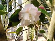 ̋vĎsÊ΂ق̓eʐ^5