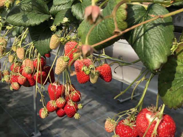 �ǂ�����������ł��I_������������