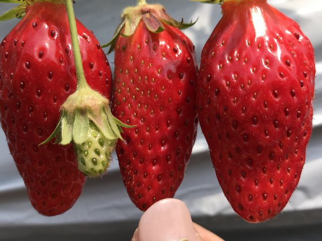 �ƂĂ��傫�ȃC�`�S
�Á[���A�Â�_�����L�_��