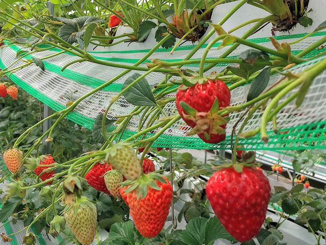 ���n�ŃL���C�ȑ嗱�_�����o�v�_��