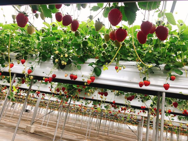 �L�X�Ƃ����n�E�X_�i�`��������