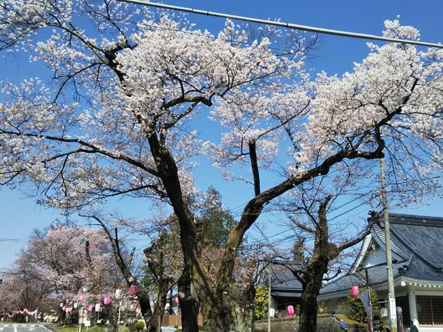 桜並木さん専用 大宮通りの桜並木】アクセス・営業時間・料金 桜並木さん専用 大宮通りの桜並木】アクセス・営業時間・料金