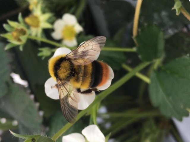 �u�N ���}���n�i�o�`�v�Ƃ�����ނŁA�Ƃɂ�����l�����n�`�ł���_�z���܂�_��