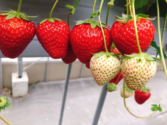 �ƂĂ��傫�Ȃ���C�x���[_�i�`��������